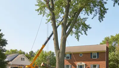 Arborists removing large tree with bucket truck and rigging in Berkley, MI for Troy tree removal service