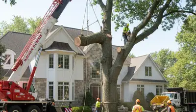 Arborists performing large tree removal with bucket truck in Bloomfield Hills, MI near Troy homes