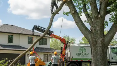 Arborist performing tree removal on large oak in Troy, MI for Chop Chop Tree service