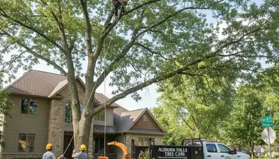 Professional tree removal service in Troy MI by certified arborists – treetrimmingtroymi.com