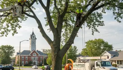 Professional tree removal service in Troy MI by treetrimmingtroymi.com experts