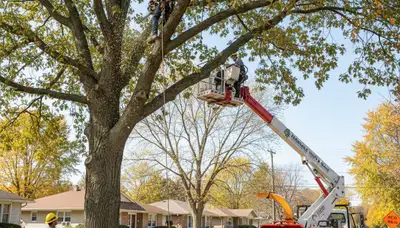 Professional tree removal and trimming services in Troy, MI by certified arborists