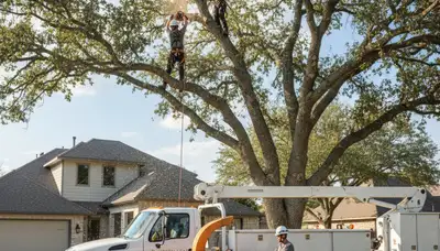 Arborist performing professional tree trimming in Troy, MI for healthy maple and oak trees