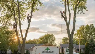 Professional tree removal service in Troy MI safely trimming and clearing residential trees